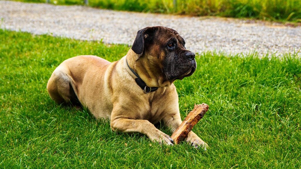 cane corso