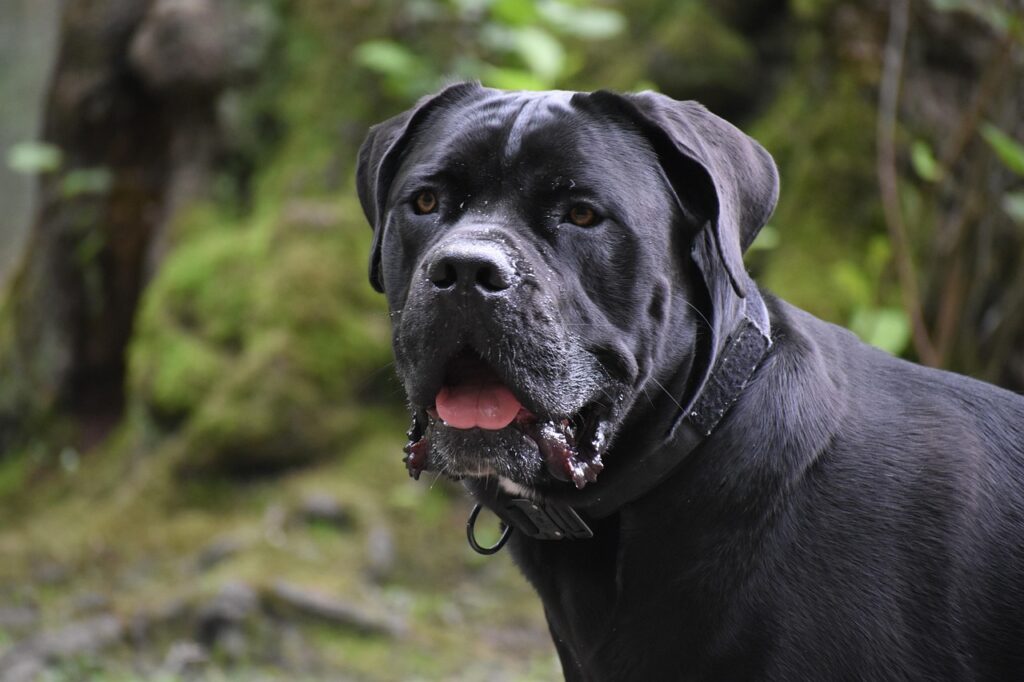 cane corso dog