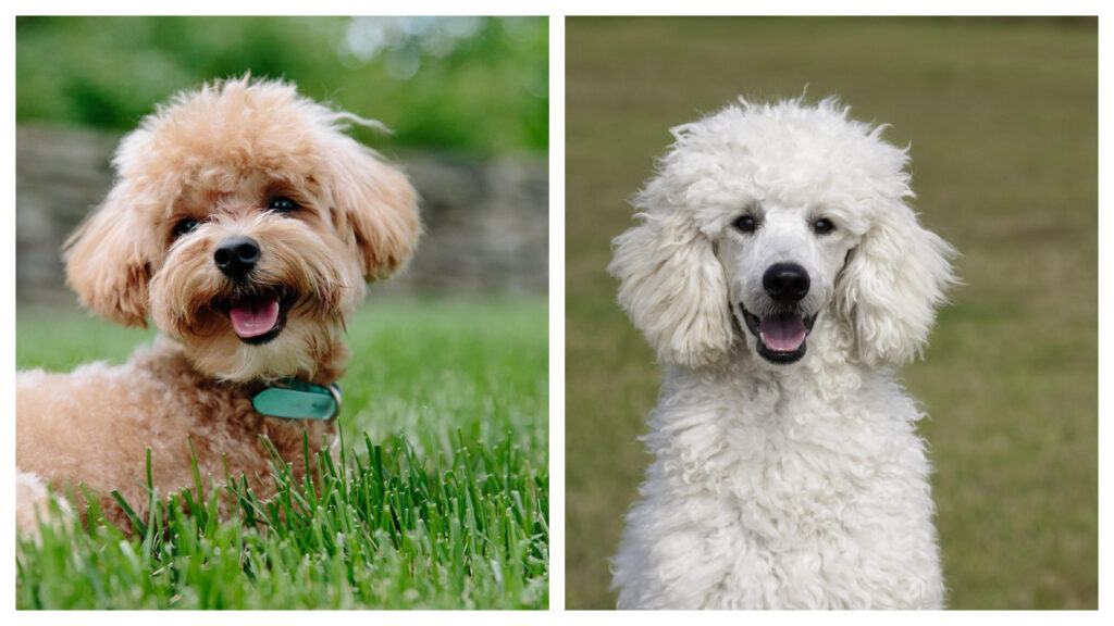 Poodle pup vs. adult
