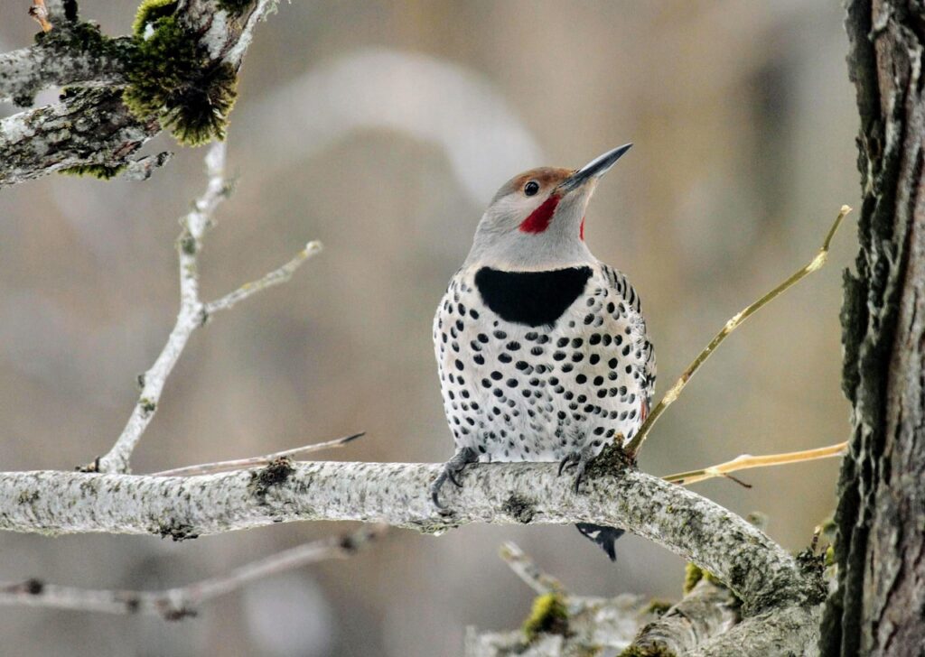 A Northern Flicker