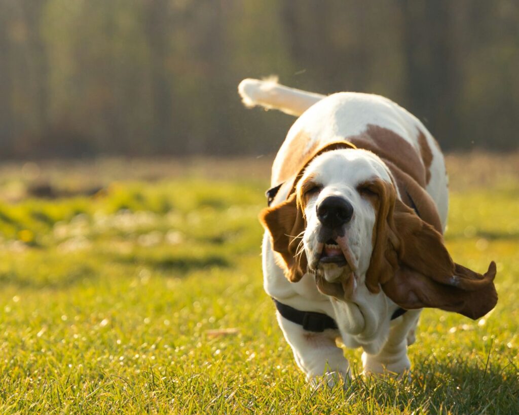 basset hound 