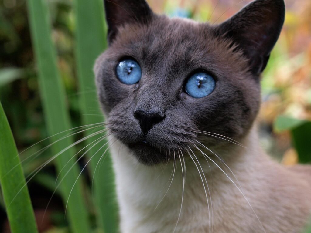 siamese