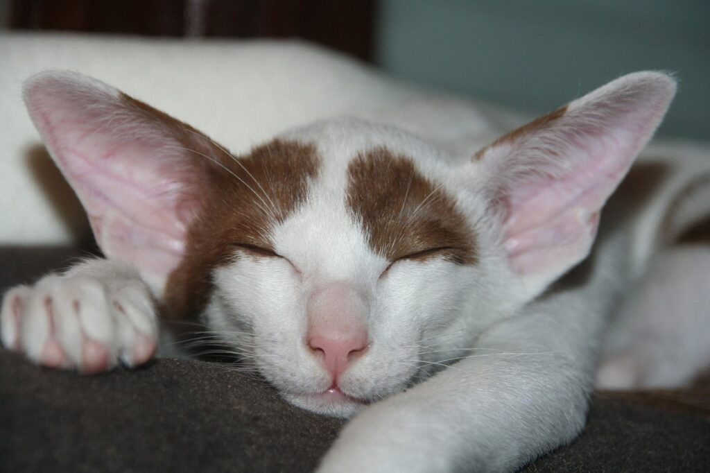 oriental shorthair