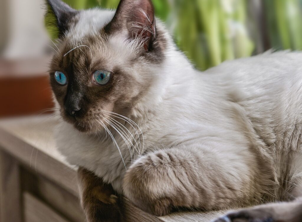 ragdoll cat