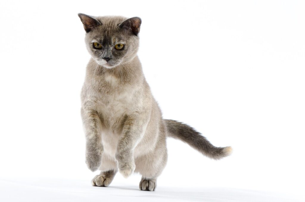 burmese cat