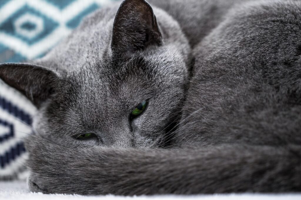 russian blue cat