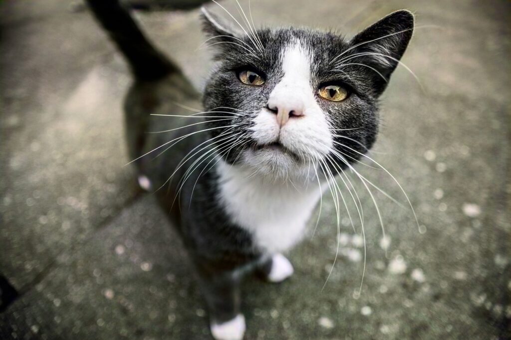 stray
