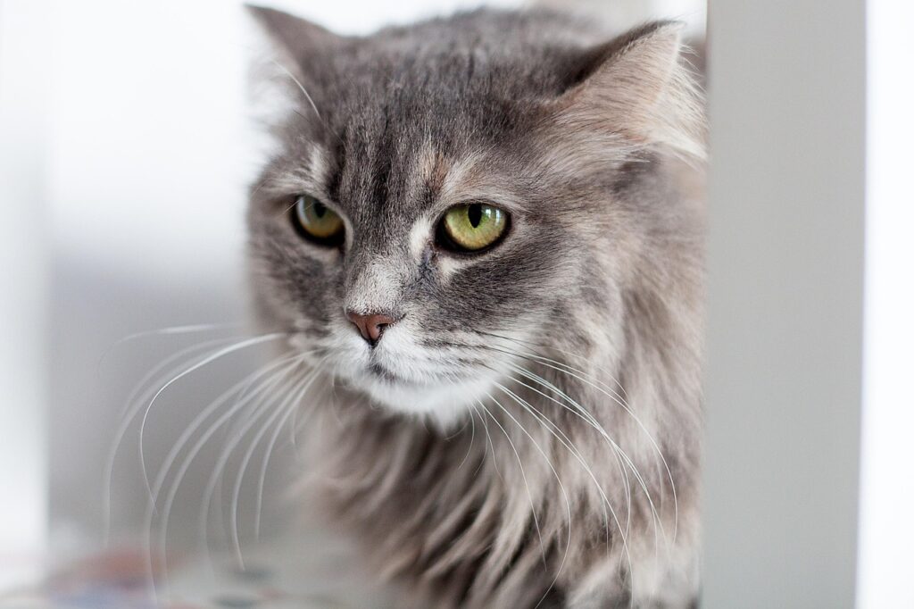 cat