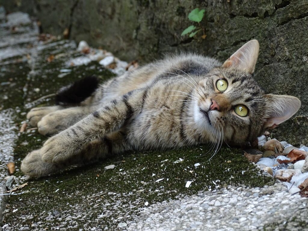 cat
