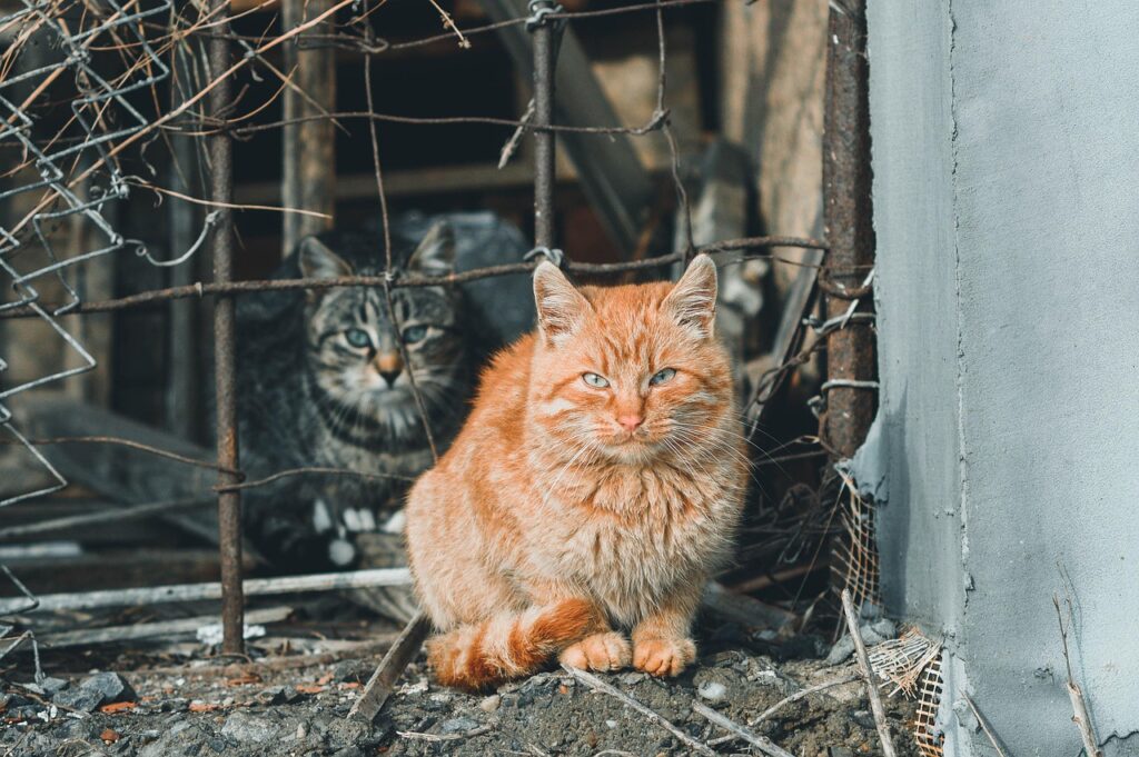 stray cats
