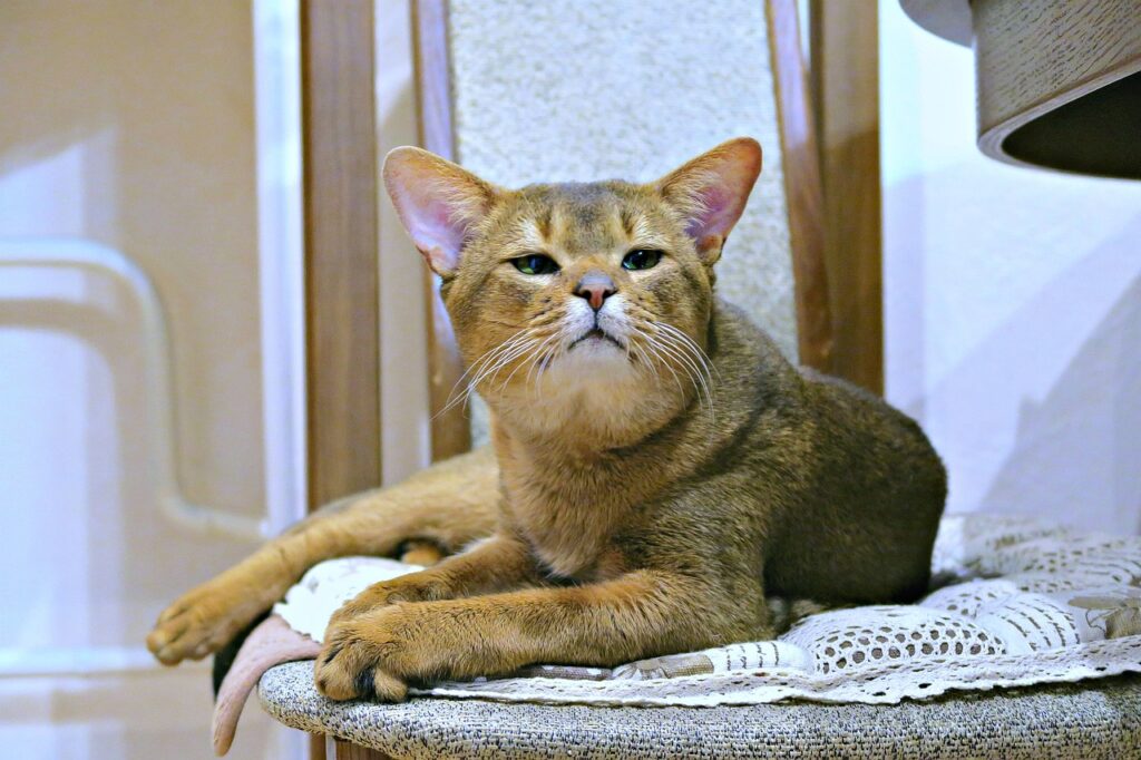 abyssinians-