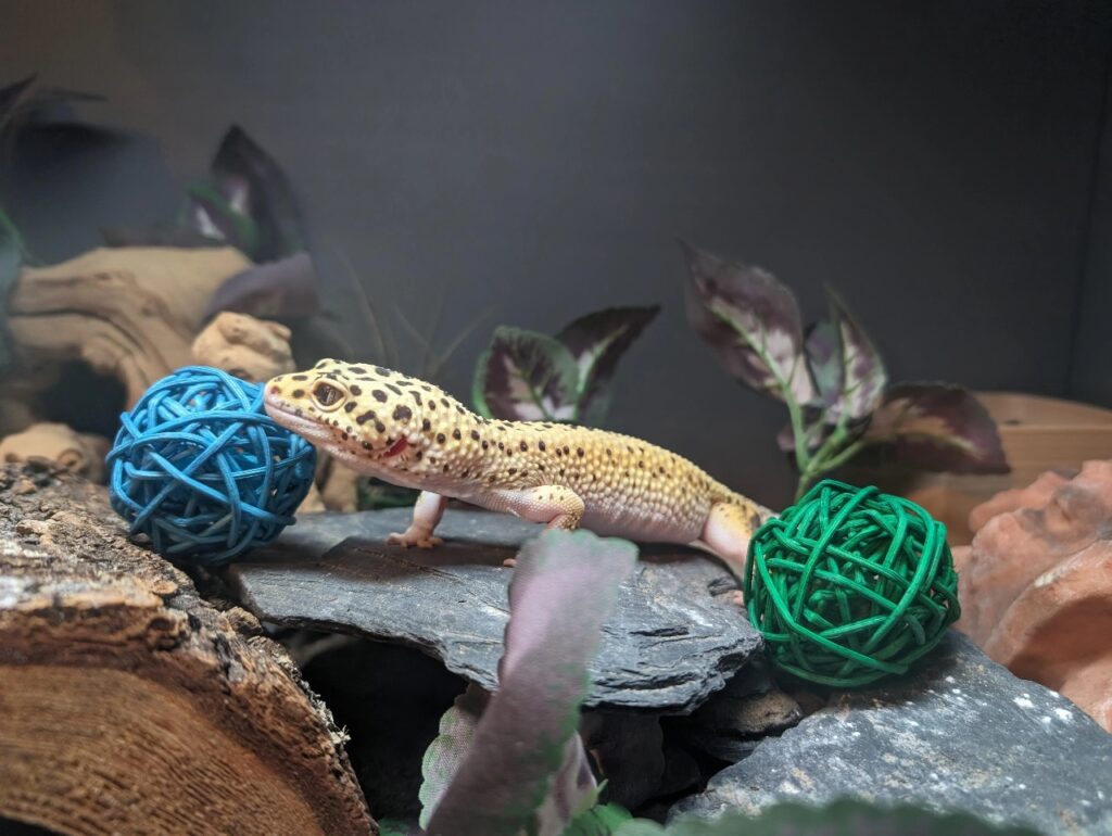 Leopard geckos With Toys