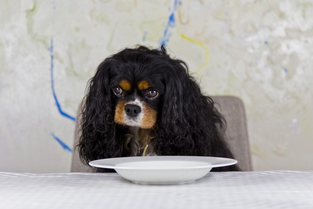 Cavalier King Charles Spaniel
