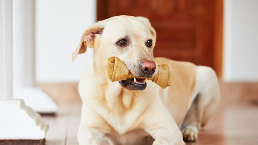 Labrador retriever with bone is waiting at home.