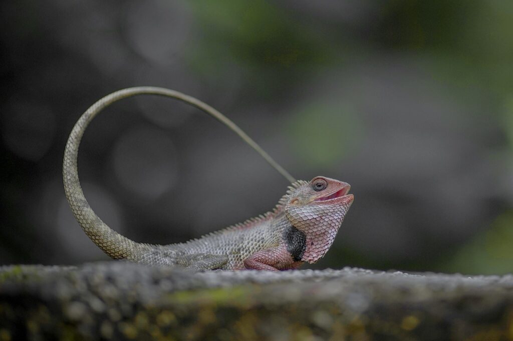 chameleon