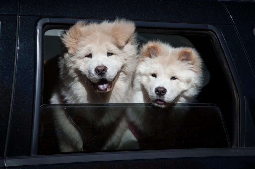 chow chow