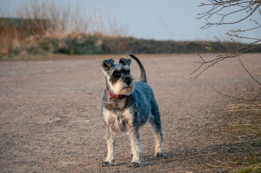 Miniature Schnauzer in a dry field