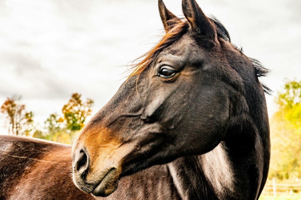 Closeup of Horse
