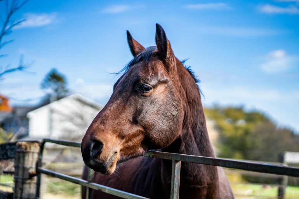Closeup of Horse