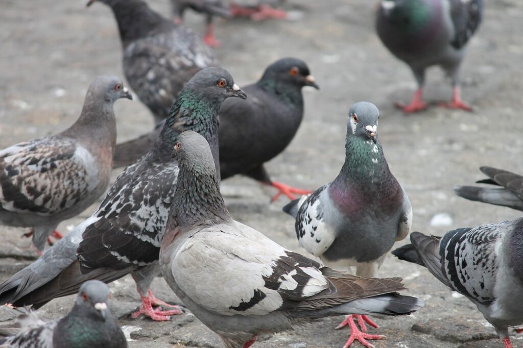 pigeons