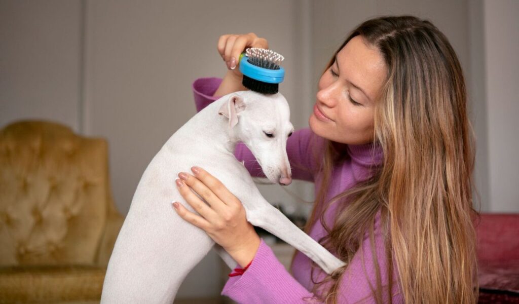 Italian Greyhound dog being brushed by a woman in a pink sweater.