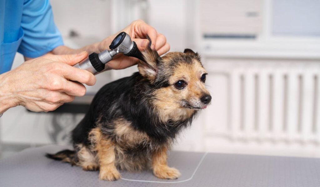 Small Terrier mix having its ears examined by a veterinarian.