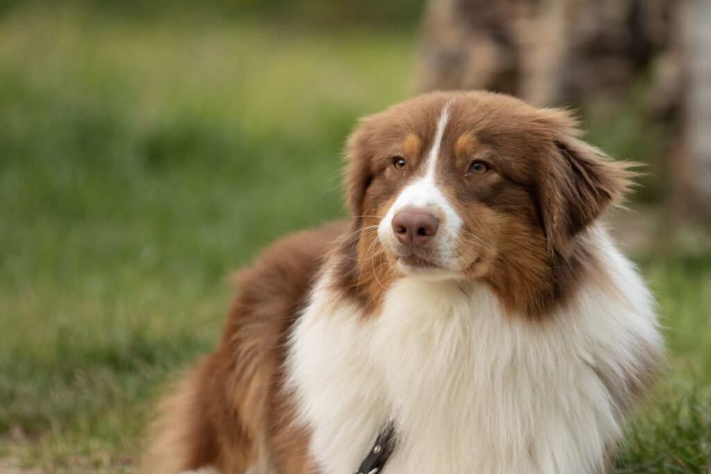 australian shepherd