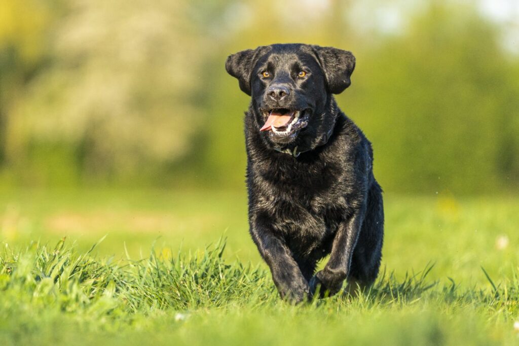 labrador retriever