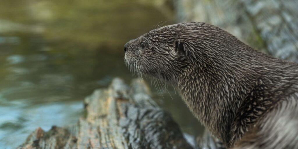 sea otter looking over river
