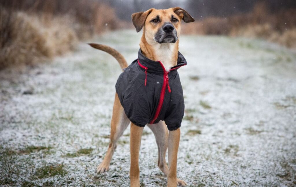 dog in a black jacket standing on a snowy path.