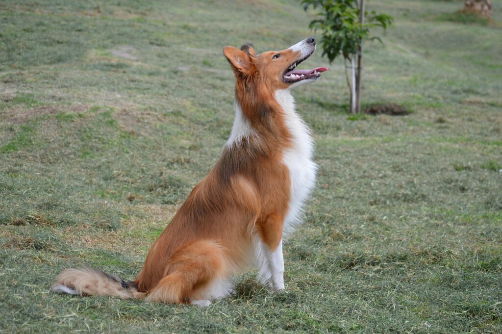 collie