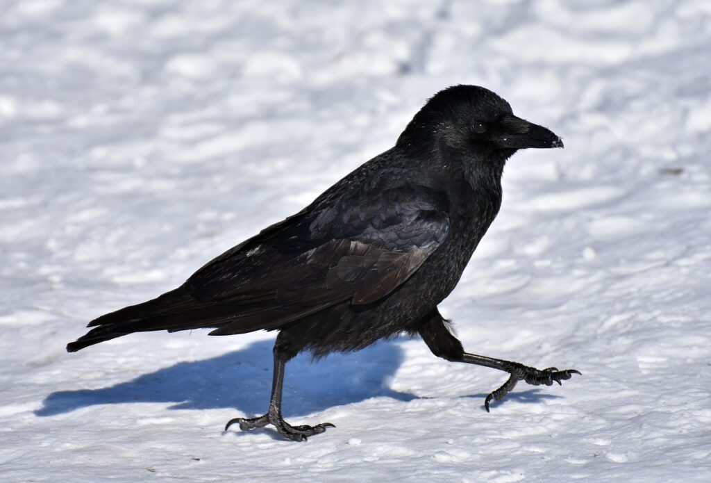 common raven