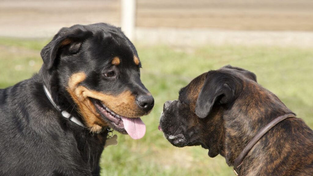 A Rottweiler puppy and a Boxer standing facing each other