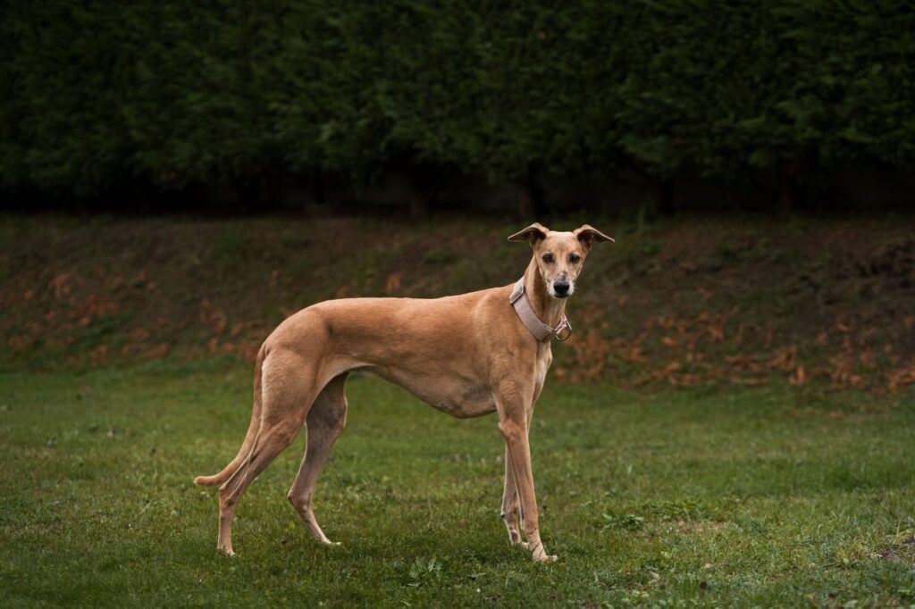 greyhound dog