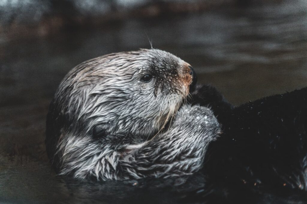 sea otter in the sea