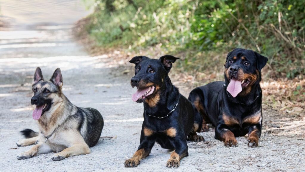 beauceron, german shepherd and rottweiler in the nature in summer