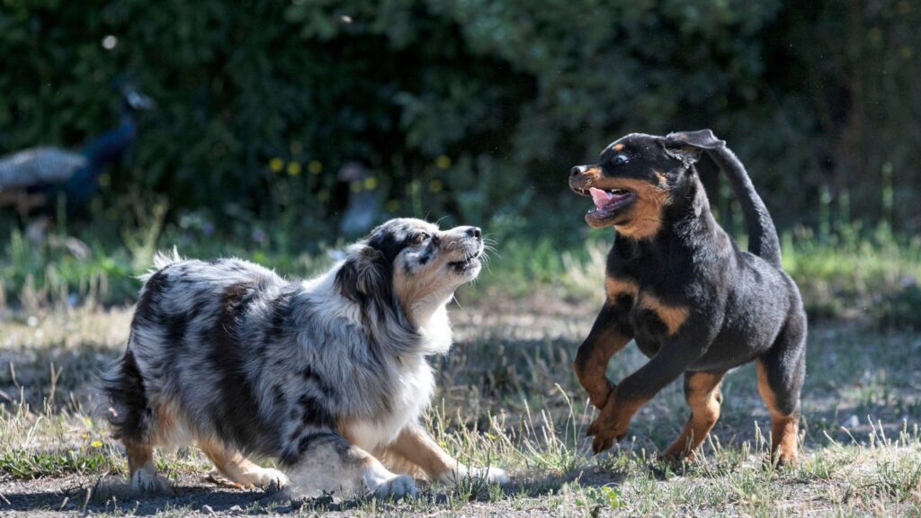 puppy rottweiler playing with australian shepherd in the nature in summer