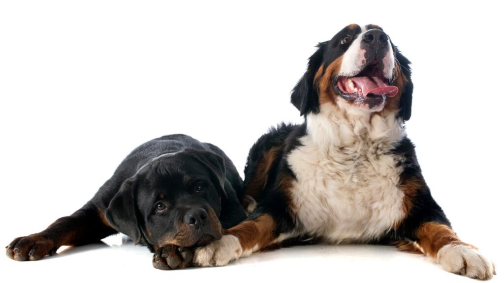 portrait of a purebred bernese mountain dog and rottweiler in front of white background