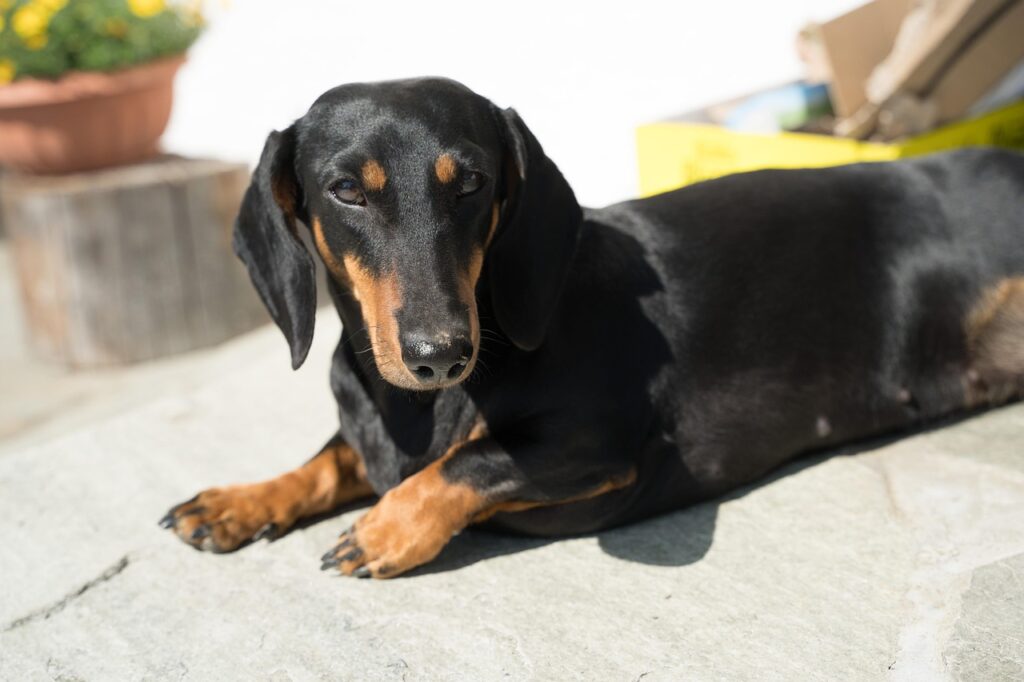 dachshund lying 