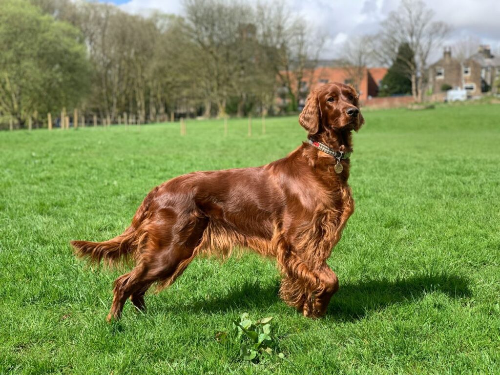 irish setter 
