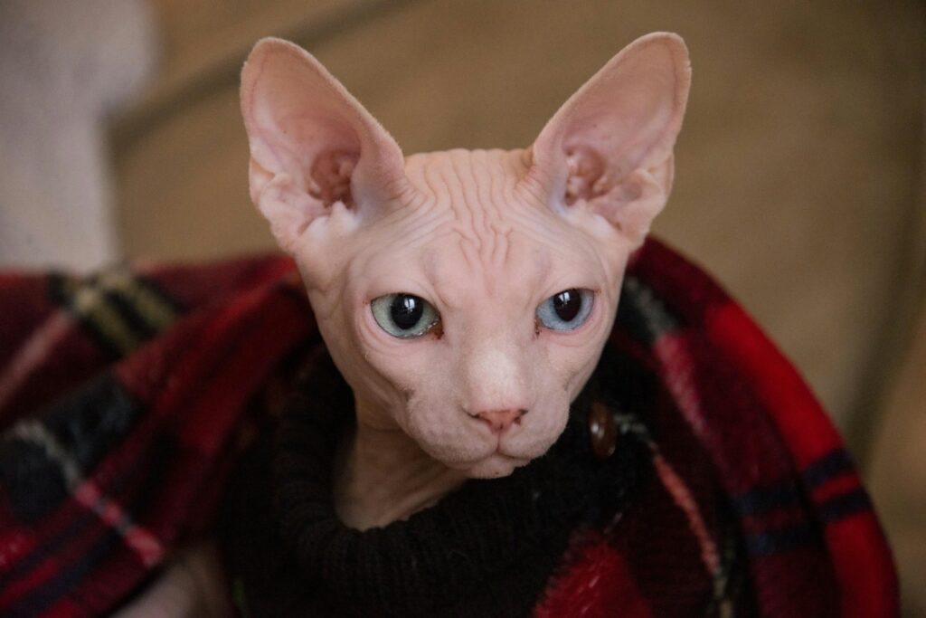 Sphynx cat