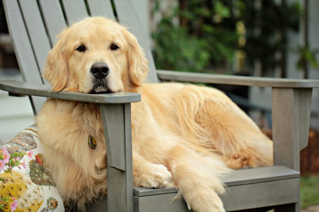 Golden retriever