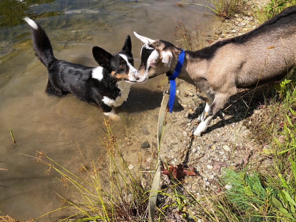 Corgi With a Goat