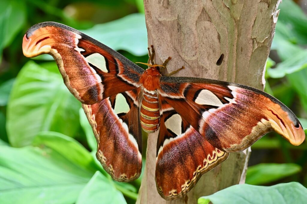 Moth