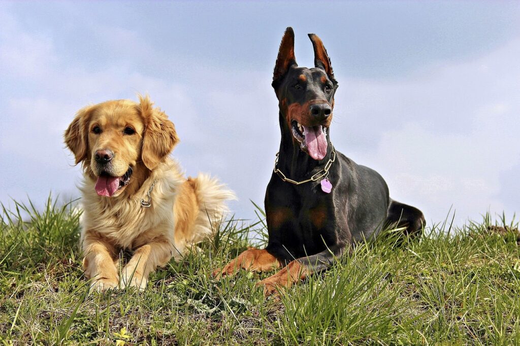 DOBERMAN, GOLDEN RETRIEVER