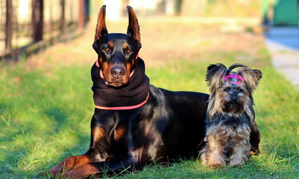 doberman yorkshire