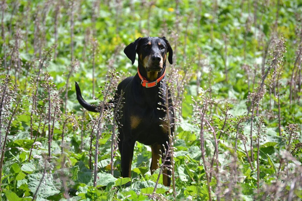 doberman