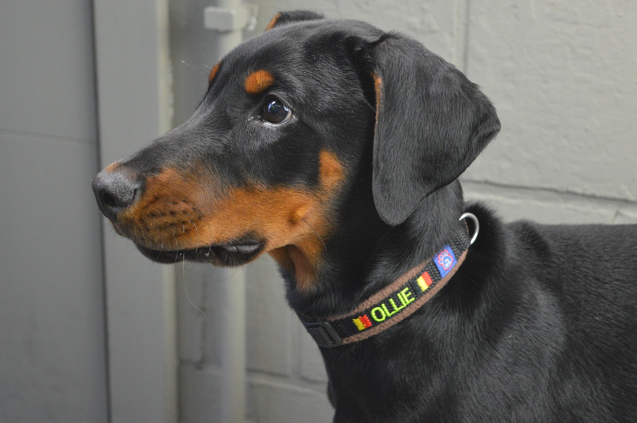 doberman-pinscher-