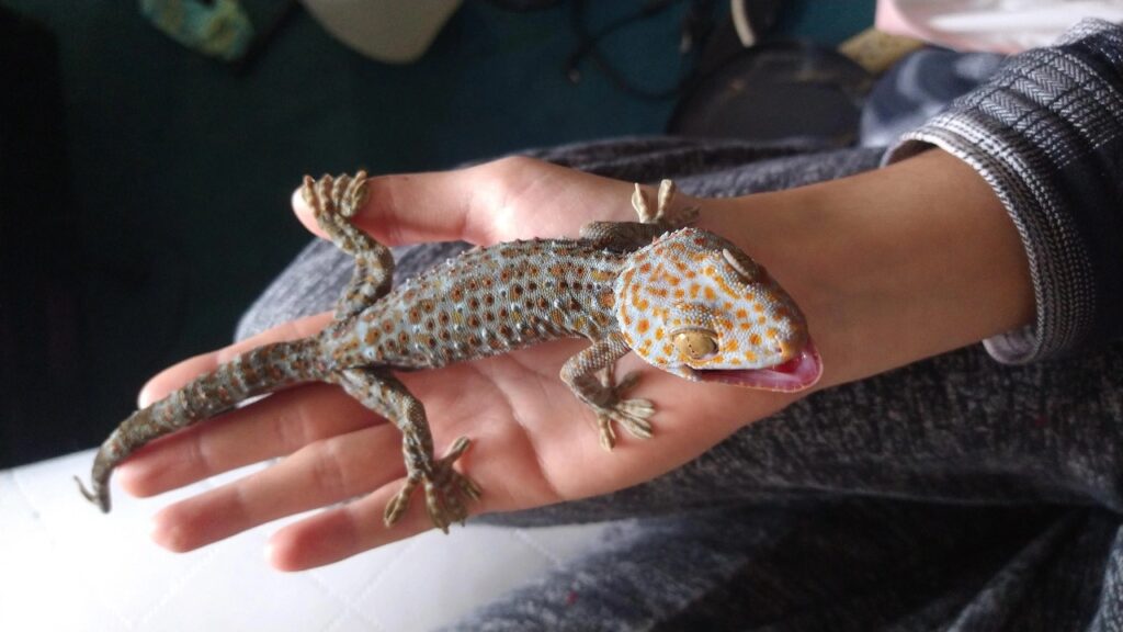 Tokay Gecko