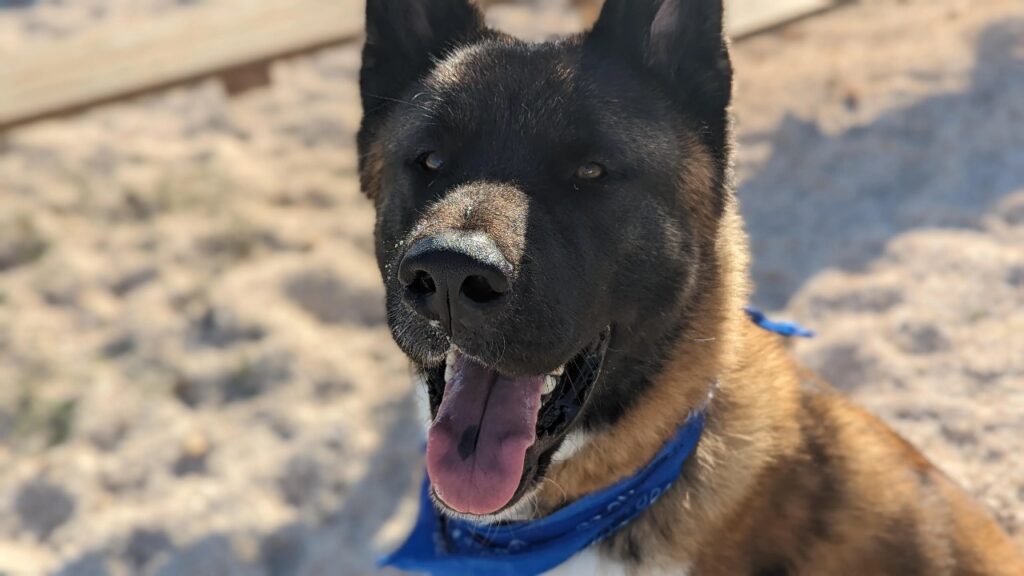 Akita bark